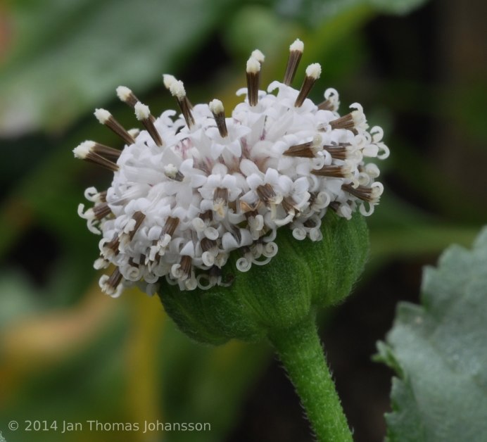 Brachylaena neriifolia