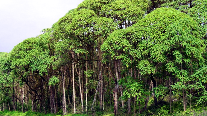 Scalesia pedunculata
