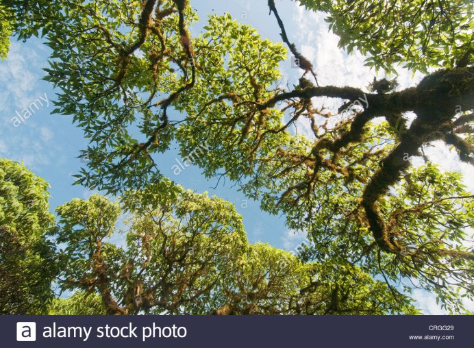 Scalesia pedunculata растение