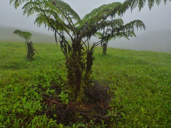 Brachylaena Merana