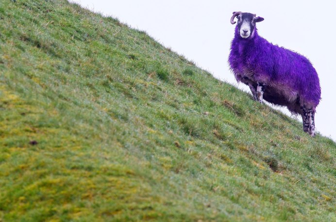 Valais Blacknose