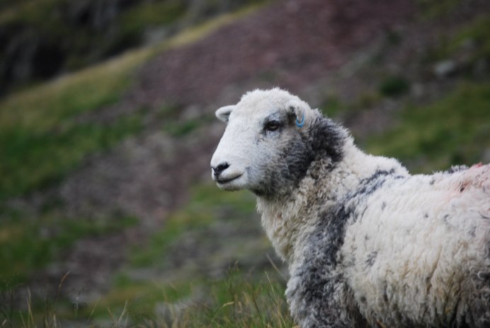 Valais Blacknose
