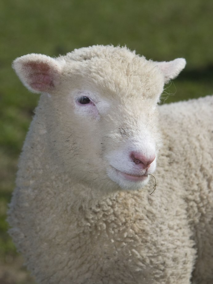 Scottish Blackface Sheep