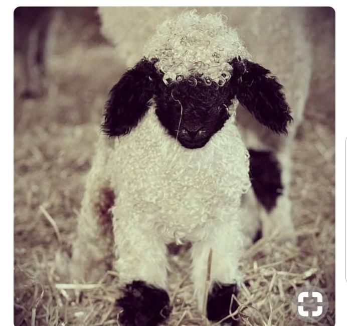 Овцы породы Valais Blacknose