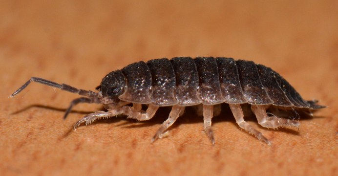 Мокрица ракообразное