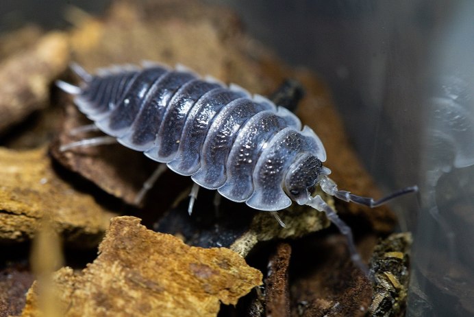 Мокрицы Armadillidium vulgare