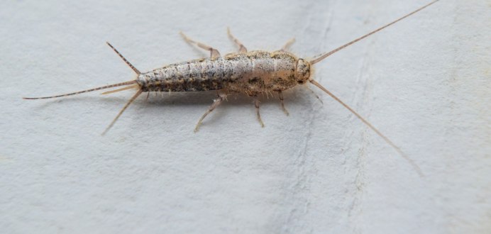 Мокрица Porcellio laevis