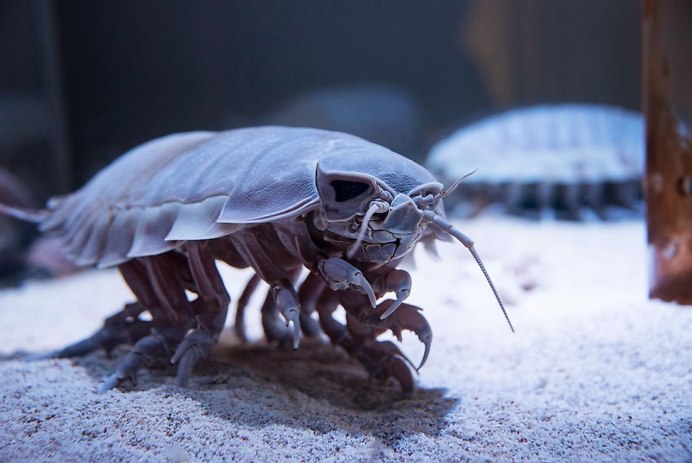 Мокрица Trachelipus rathkii
