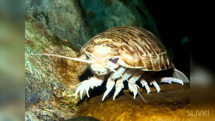 Мокрица шероховатая (Porcellio scaber)