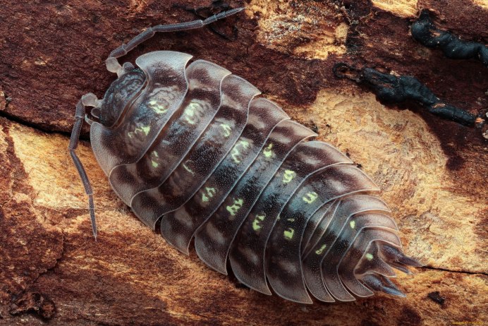 Водяные ослики Asellus aquaticus
