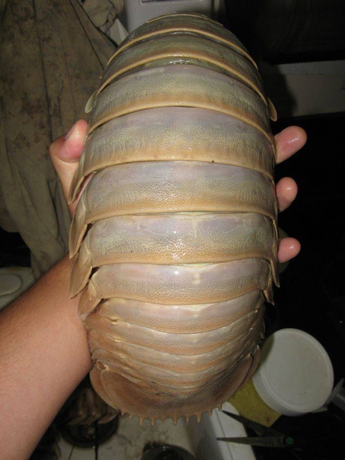 Мокрица Крымская