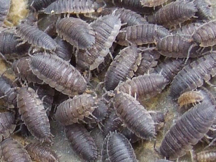 Мокрица Oniscus