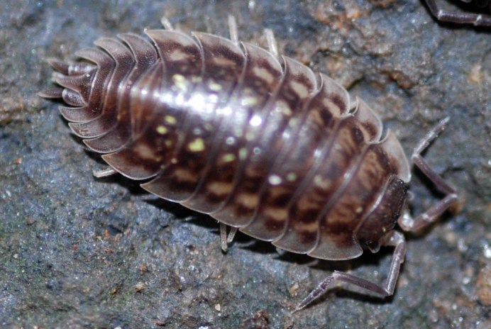 Мокрицы коровки