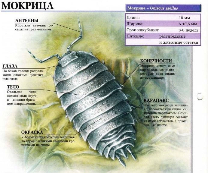 Мокрица Жук личинки