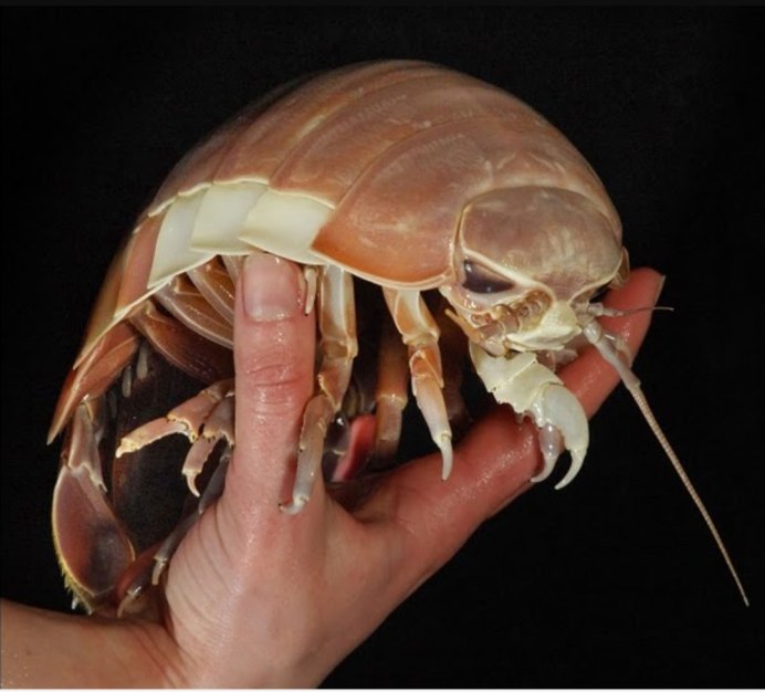 Mesidotea entomon