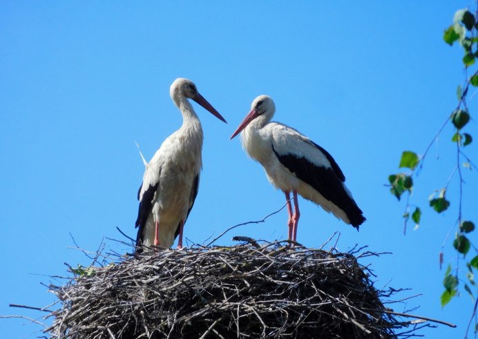 Псковская область приют для аистов