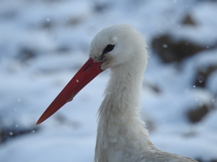 Снежный Аист