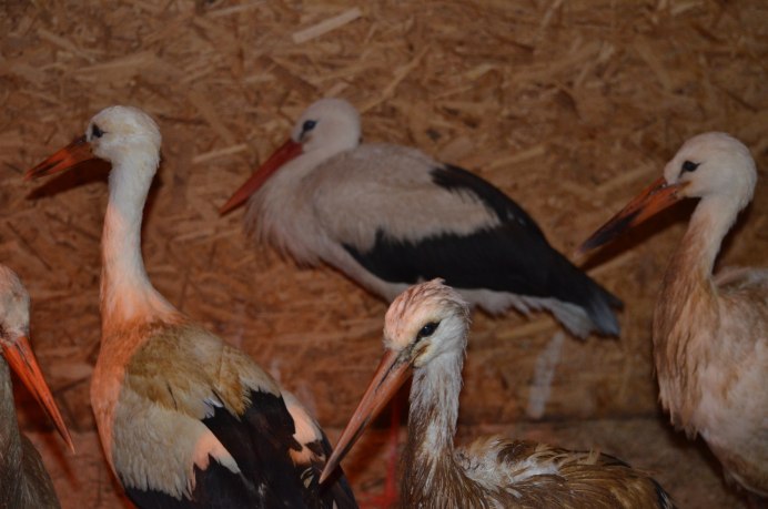 Белый Аист Ростовской области