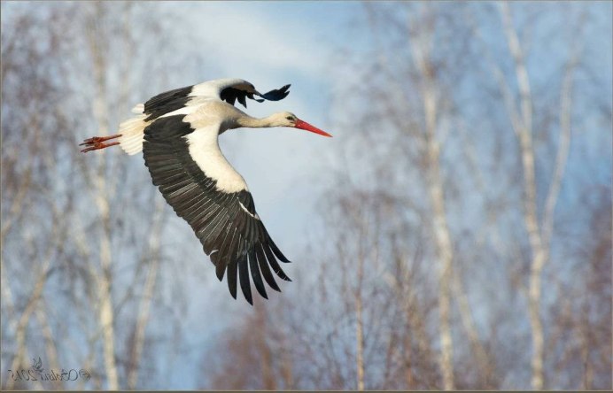 Белый Аист в Африке