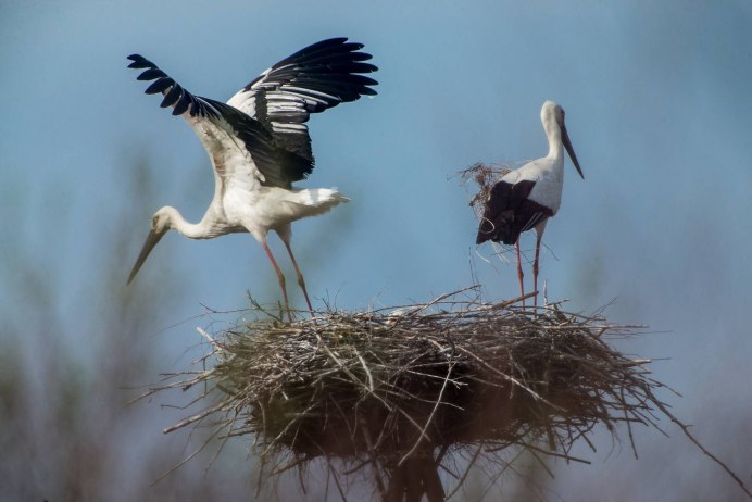 Аист в лесу