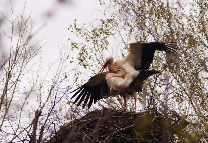 Аисты в Белоруссии