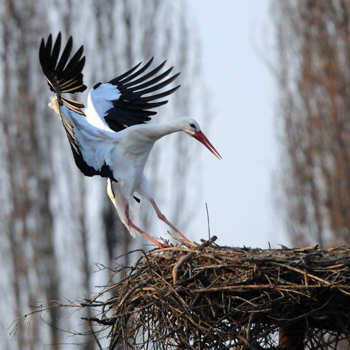 Аисты во Владимирской области
