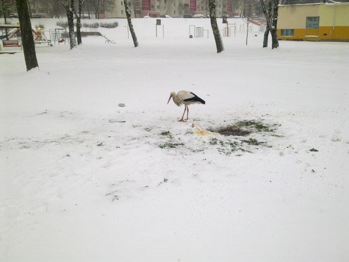 Аист Перелетная птица