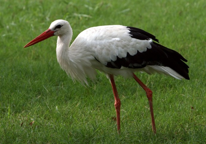 Бутурлин птица Аист