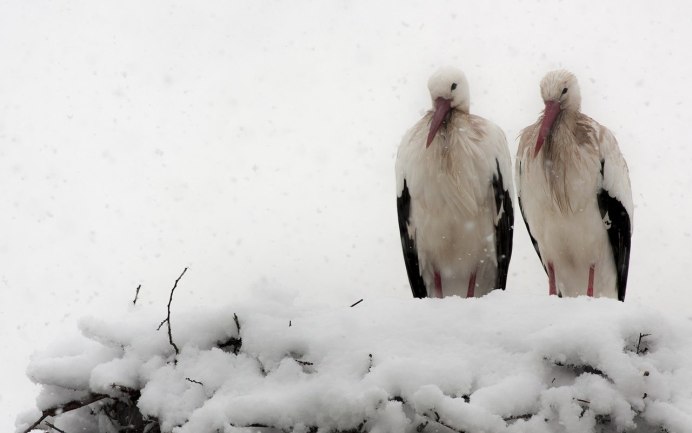 Болоньский заповедник Хабаровский край