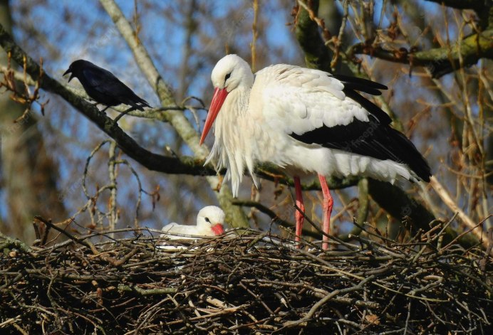 Японские Журавли