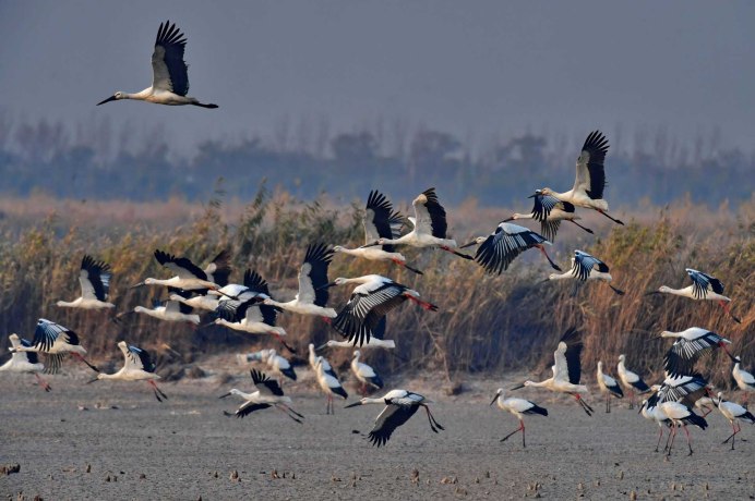 Аист с нами прожил лето
