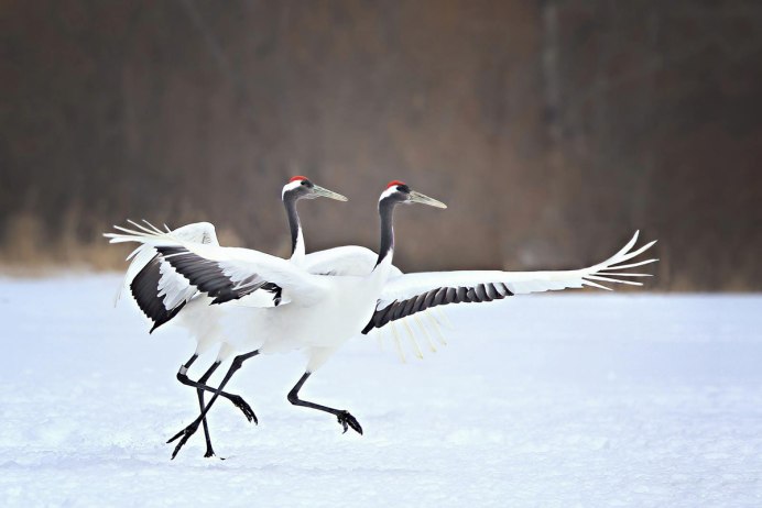 Гнездо аиста на болоте