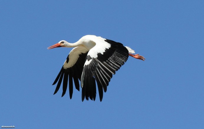 Гнездо аиста