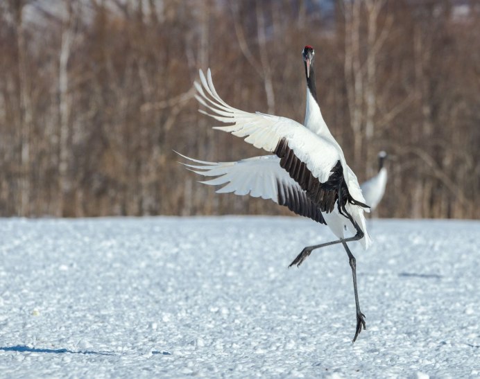 Птенец аиста