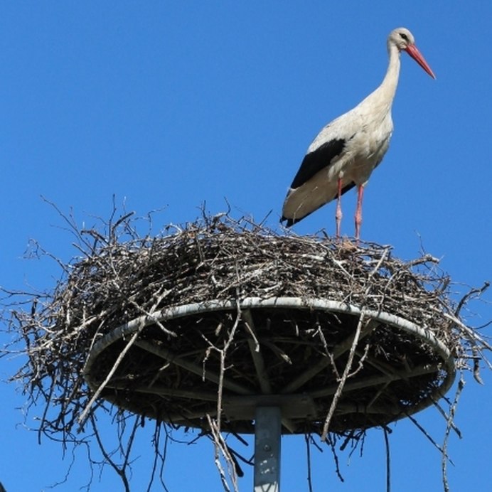 Пара аистов в гнезде