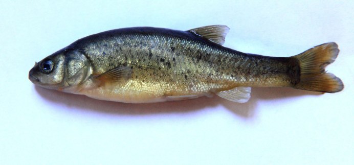 Сахалинский Озерный гольян Rhynchocypris sachalinensis