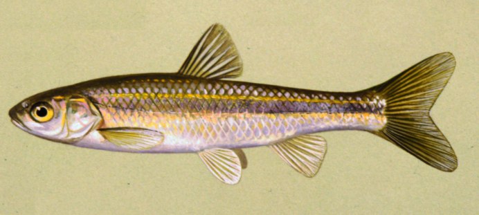Речной гольян (Phoxinus Phoxinus)