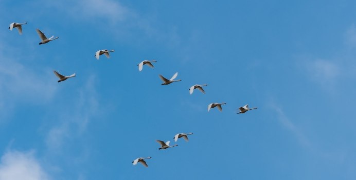 Клин лебедей в небе