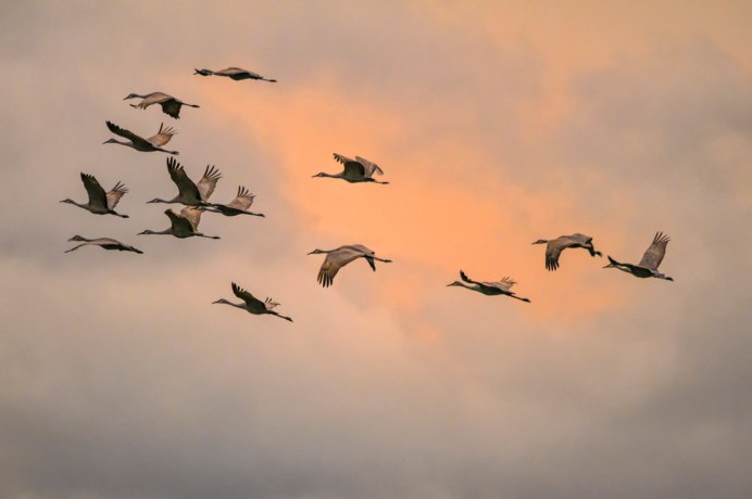 Белый журавль