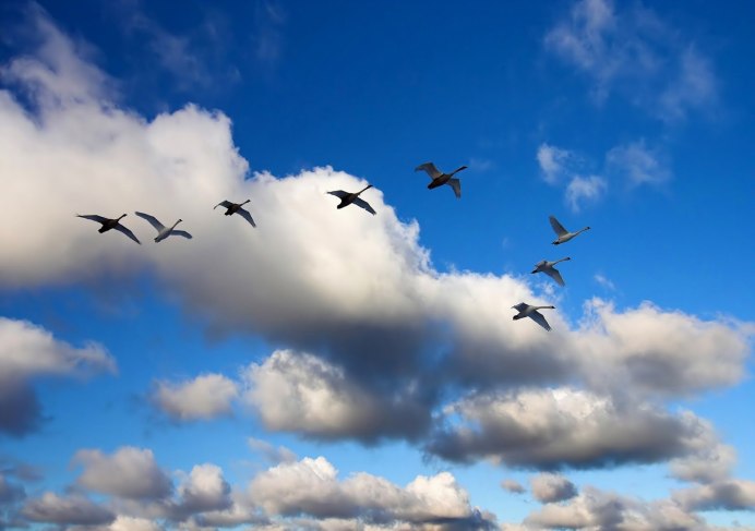 Клин журавлей в небе