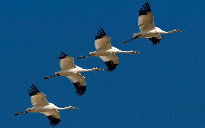Птица на фоне заката