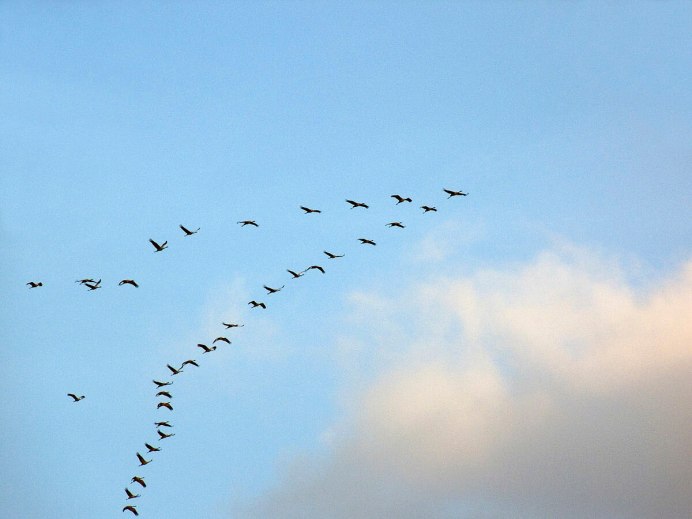 Журавлиная Родина Талдомский район