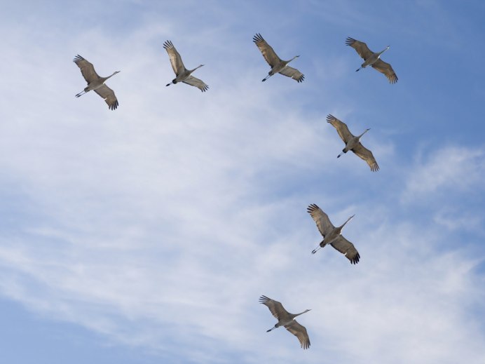 Миграция птиц Клин