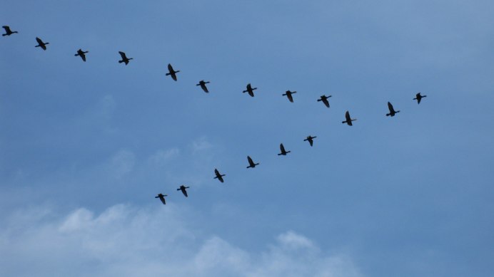 Лебедь кликун стая