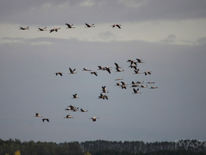 Караван журавлей журавлиный Караван