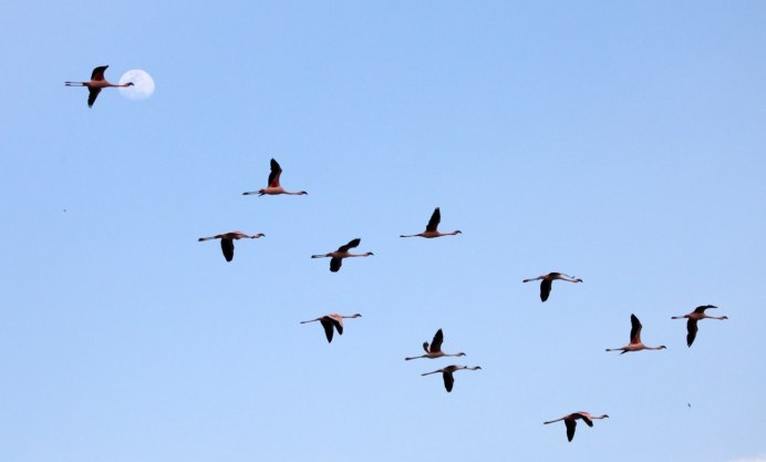 Клин журавлей