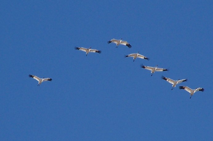 Осень журавлиный Клин