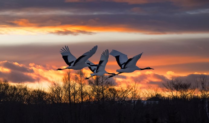 Мирное небо Журавли