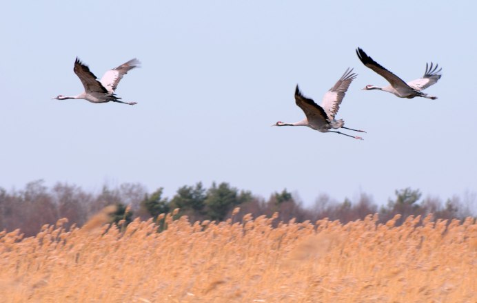 Природа птицы