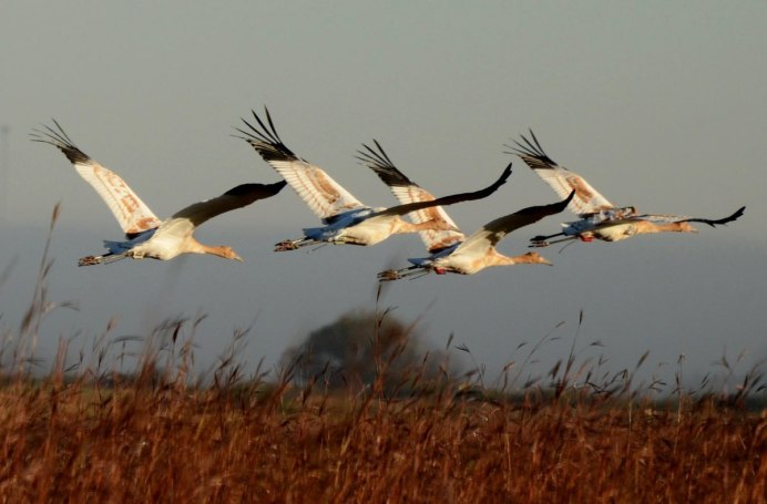 Клин журавлей